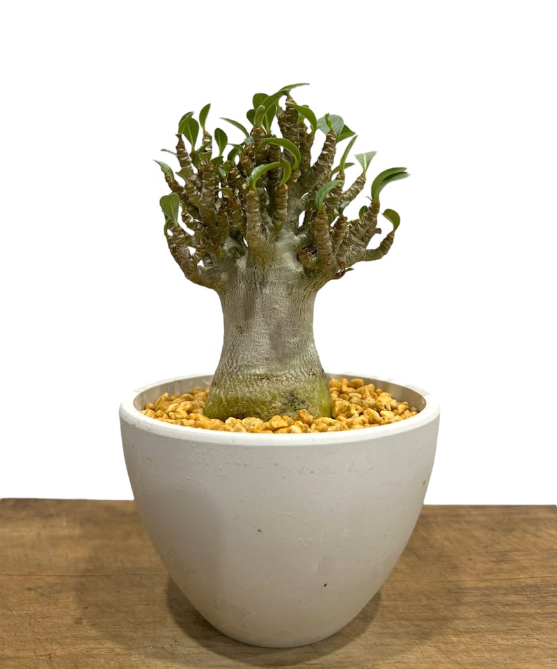 アデニウム アラビカム スモールリーフ”選抜個体' 「Adenium arabicum