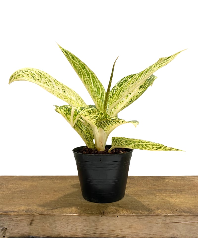 アグラオネマ ホワイト レガシー 「Aglaonema White Legacy」9P