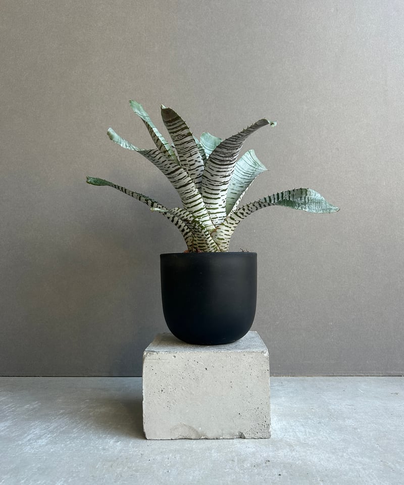 エクメア チャンティニー デ レオン「Aechmea Chantinii De Leon」24