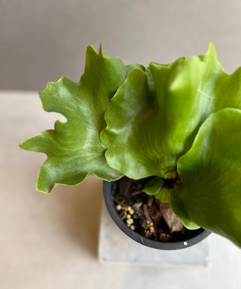 willinckii kheer miang ビカクシダ　2 P.willinckii indo sp#2 #植物のあるくらし #観葉植物 #ビカクシダ
