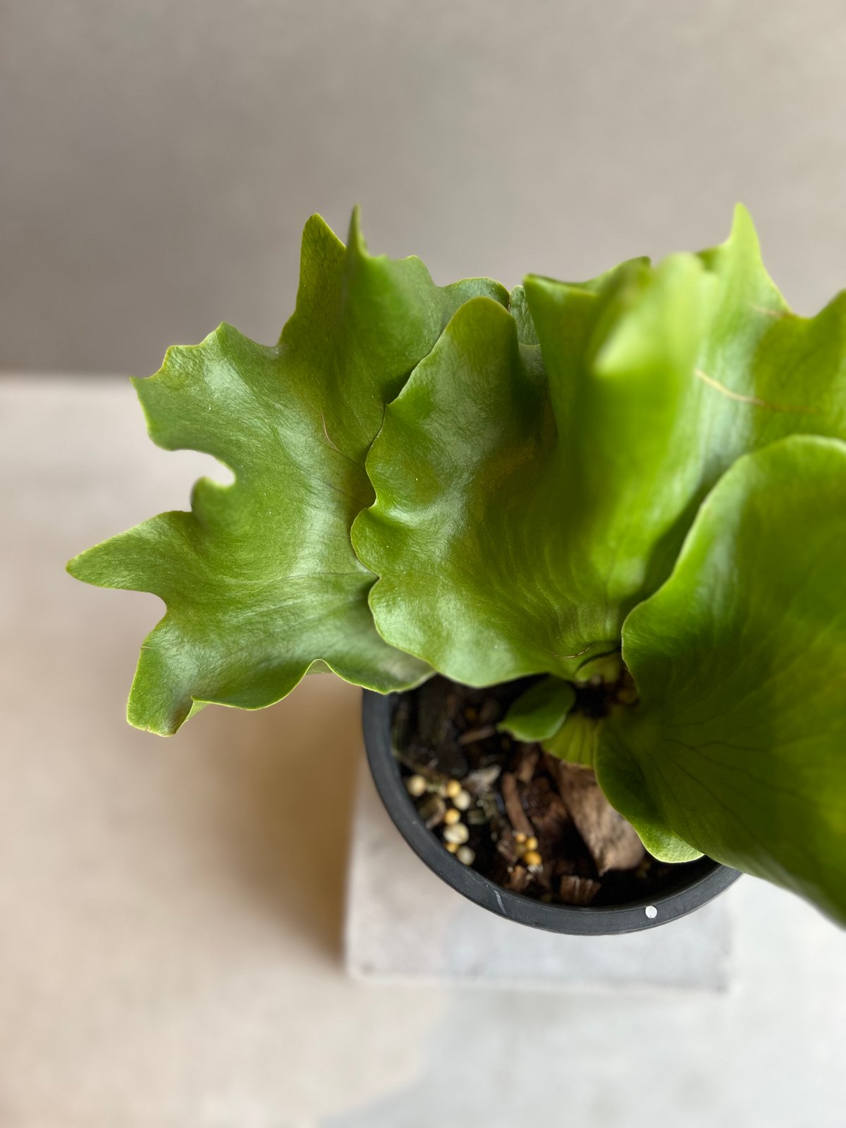 ビカクシダ バタフライ 「Platycerium Butterfly 」77X | SHOUC