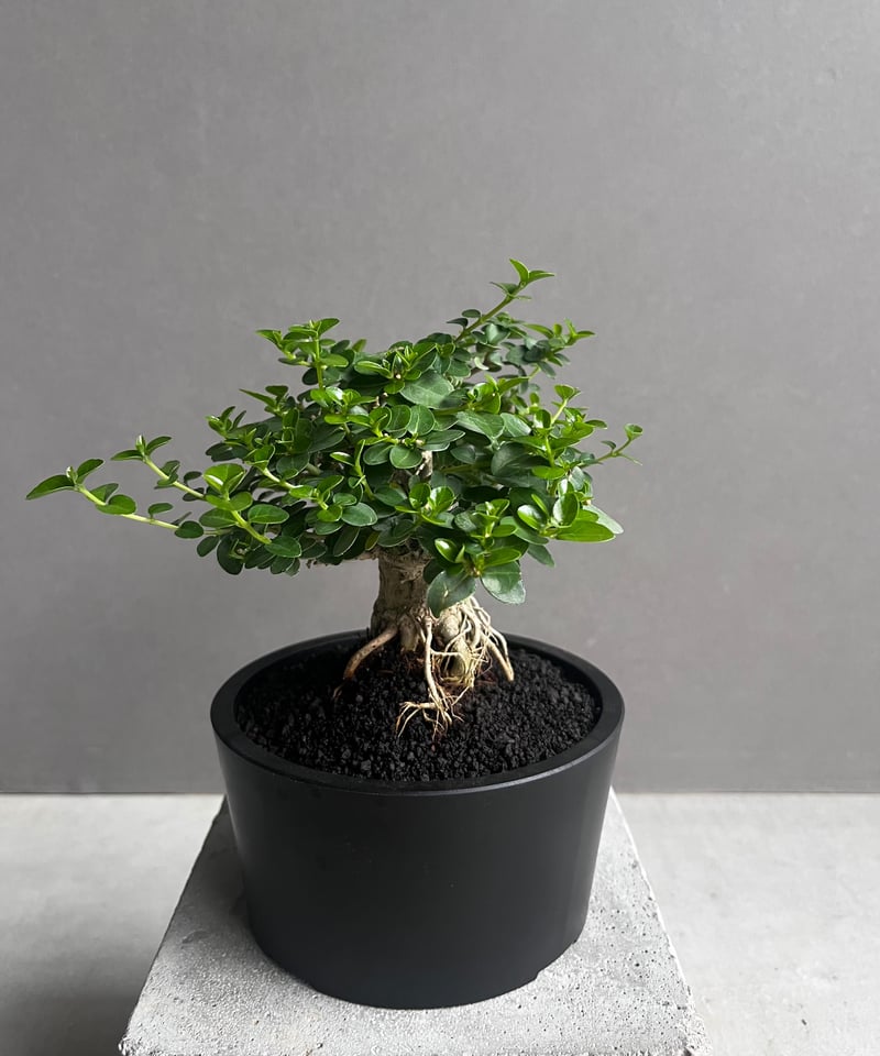 うち” 盆栽 「“UCHI” BONSAI 」77A | SHOUCHIKUEN