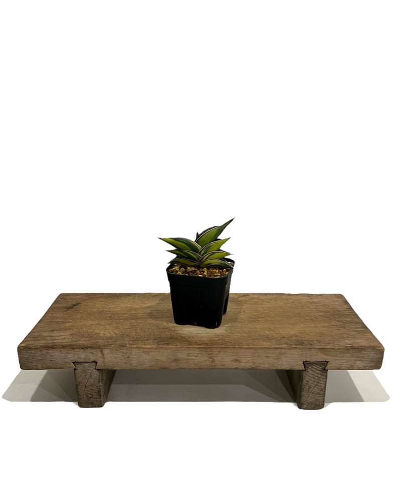 サンセベリア ロリダ 斑入 「Sansevieria rorida variegated」90