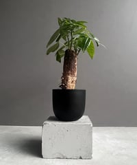 ビカクシダ ベイチー ノーシールド (子株)「P. veitchii no shield (p