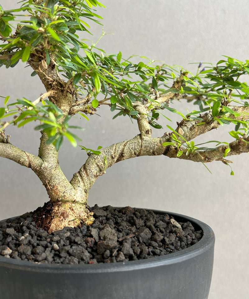 うち” 盆栽 Limited Edition「“UCHI” BONSAI 」86H | SH