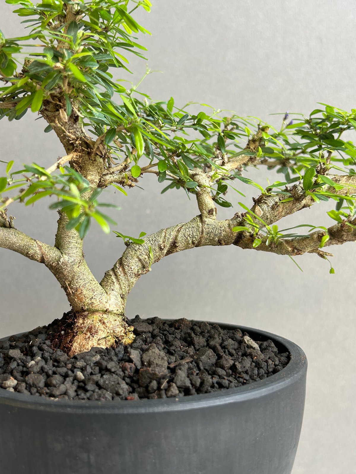 うち” 盆栽 Limited Edition「“UCHI” BONSAI 」86H | SH