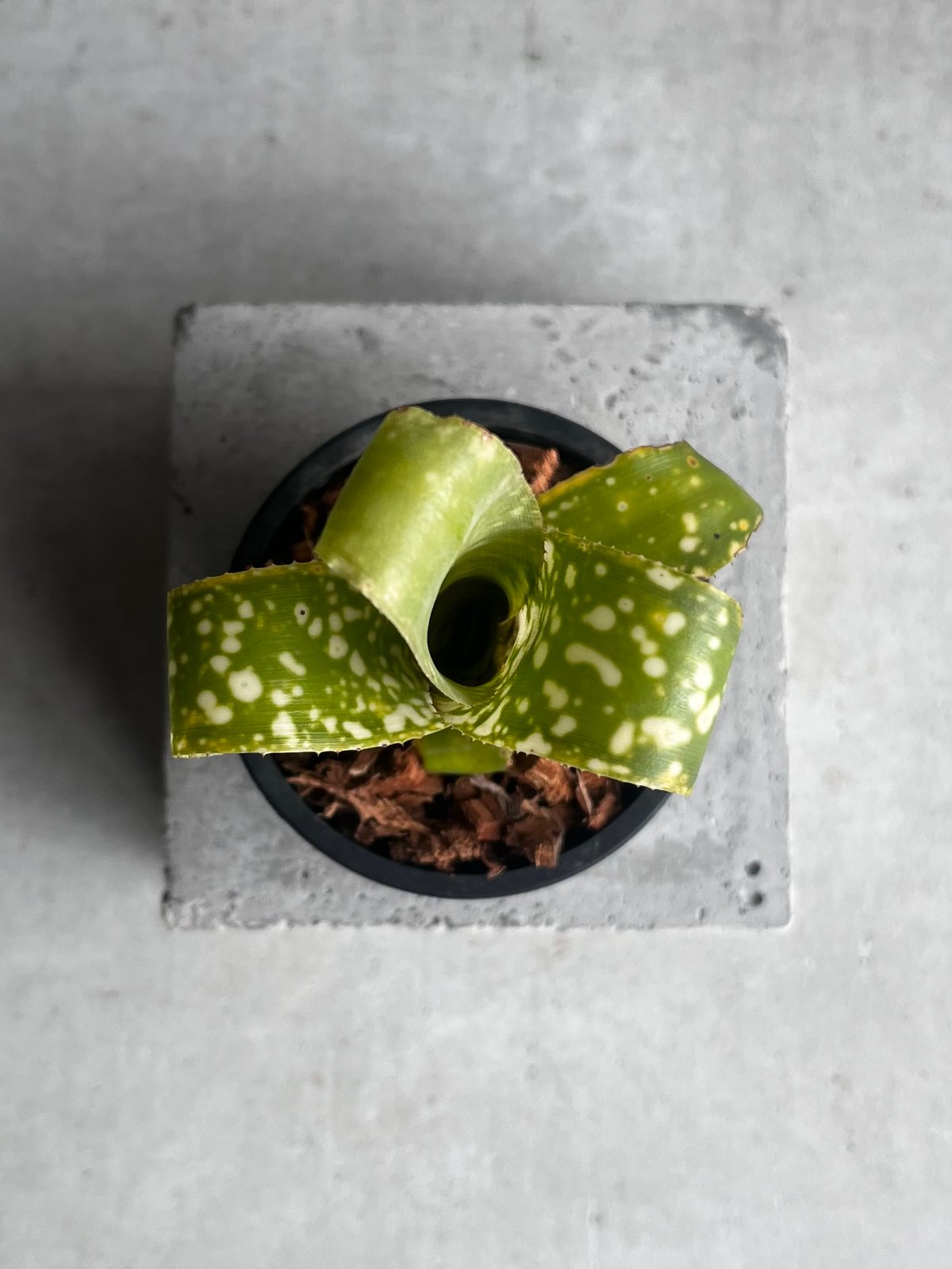 ビルベルギア レプトポーダ 「Billbergia leptopoda」33E | SHOUC