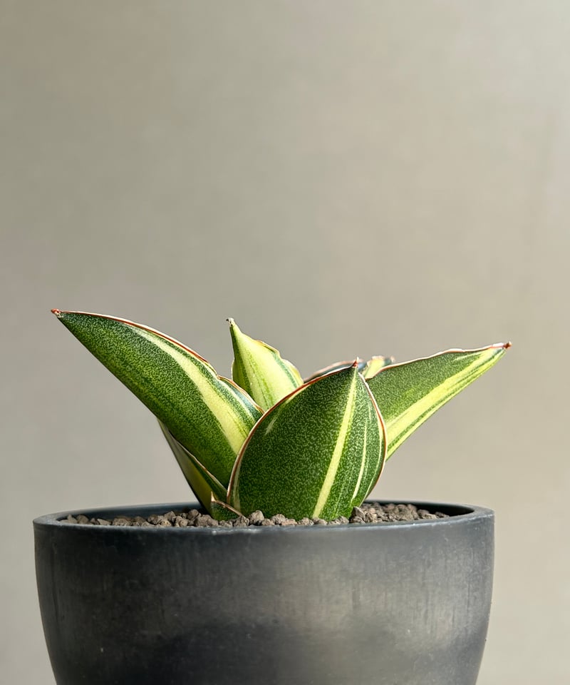 サンセベリア アンダマン 斑入「Sansevieria Andaman Variegated