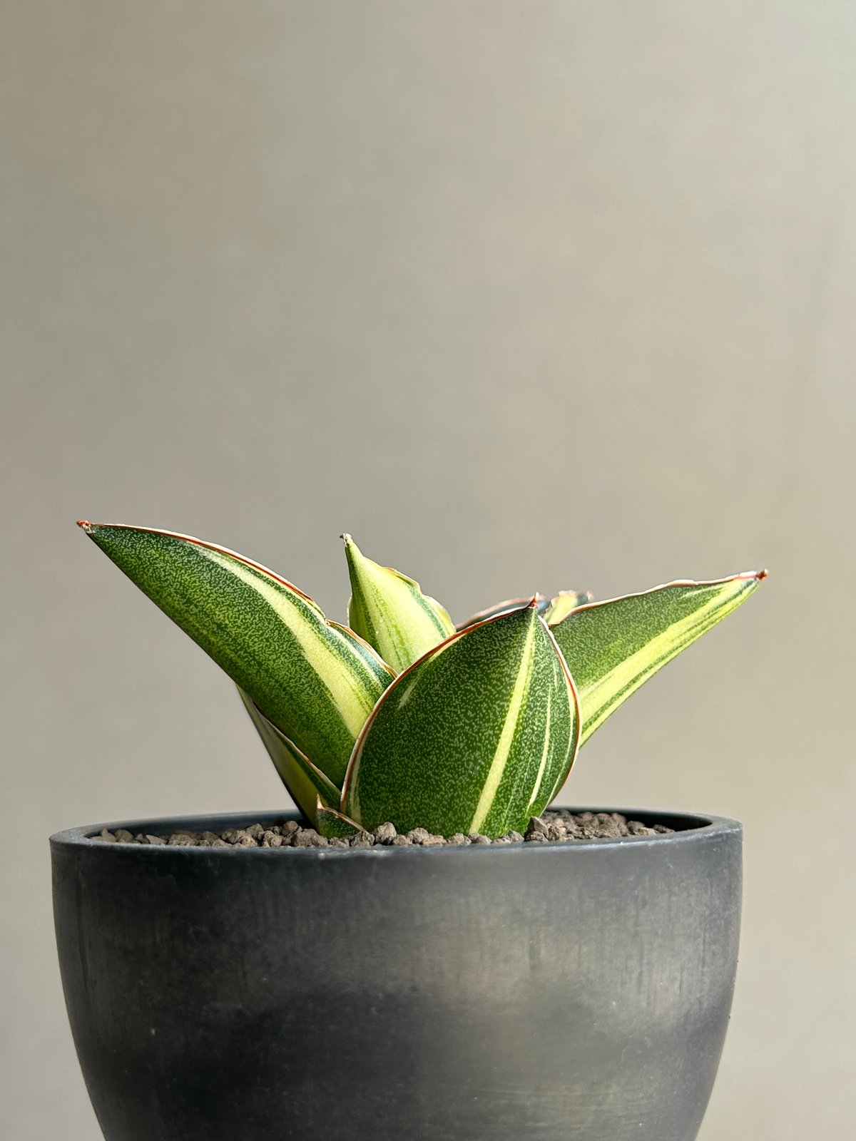サンスベリア ナミ 斑入 美株 S.Nami Var サンセベリア アンダマン 斑入「Sansevieria Andaman Variegated