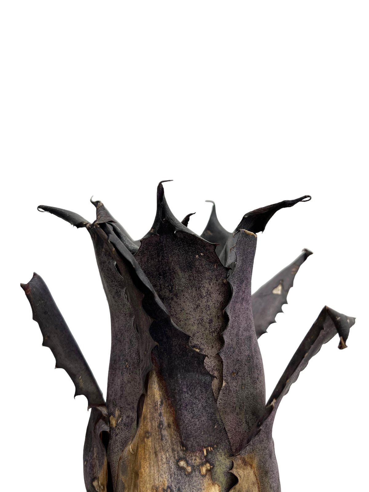 ホヘンベルギア レオポルド ホルスティ “ブラック“ 「Hohenbergia