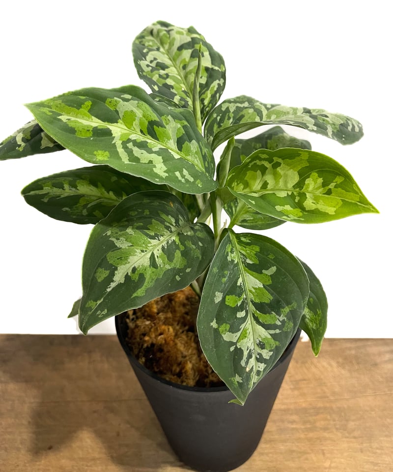 アグラオネマ ピクタム トリカラー「Aglaonema pictum tricolor アグラオネマ ピクタム トリカラー「Aglaonema pictum tricolor