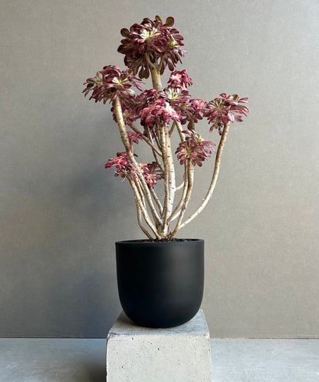 アエオニウム ‘シャネル’ 「Aeonium ‘Chanel’」11M