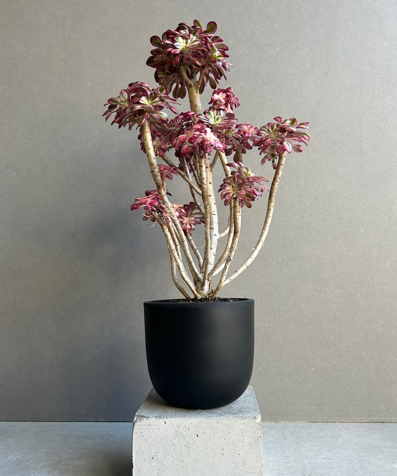 アエオニウム 'シャネル' 「Aeonium 'Chanel'」11M | SHOUCHIKUEN