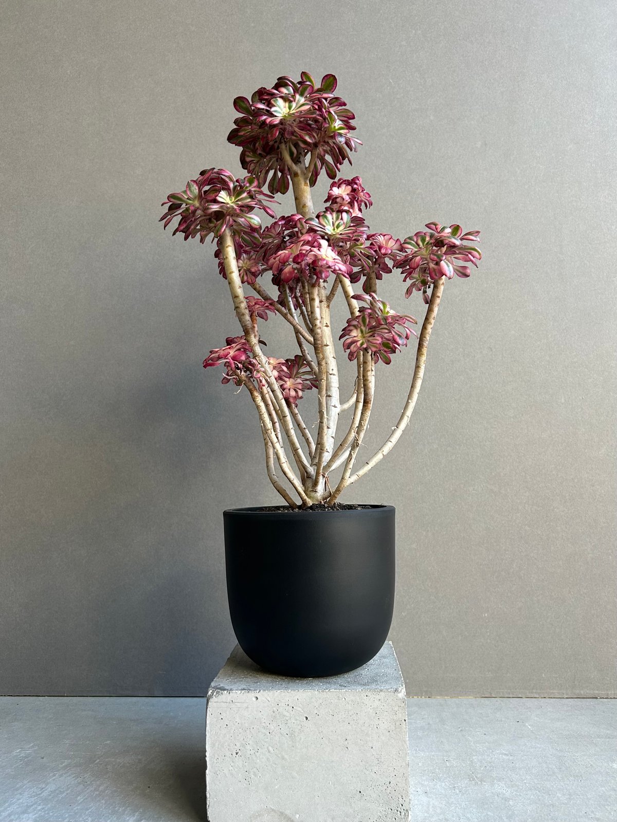 アエオニウム 'シャネル' 「Aeonium 'Chanel'」11M | SHOUCHIKUEN