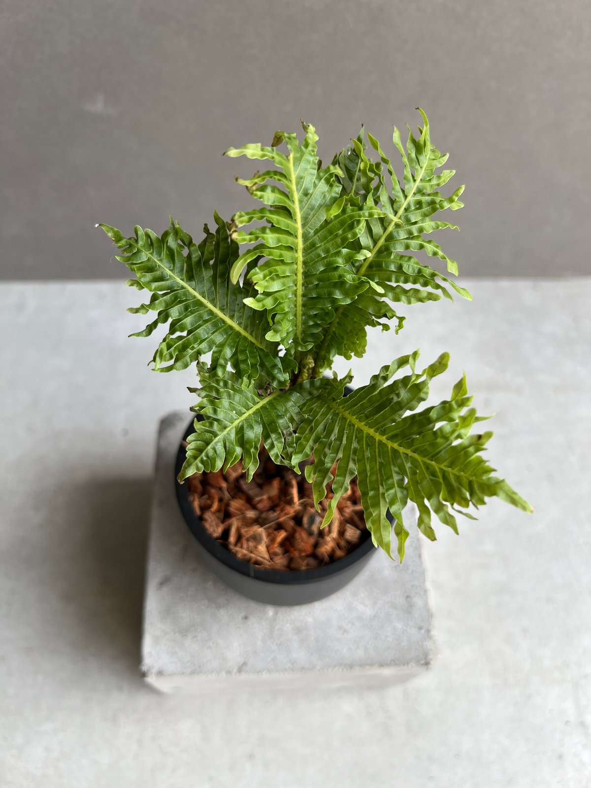 ブレクナム ギッバム ドワーフ 「Blechnum gibbum Dwarf 」75B | S