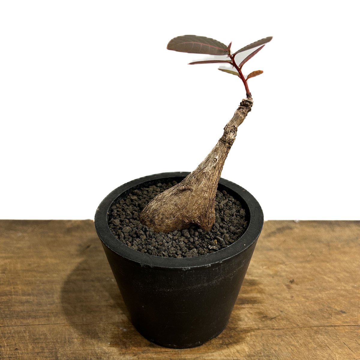フィランサス ミラビリス「Phyllanthus mirabilis」7/20-37A | S