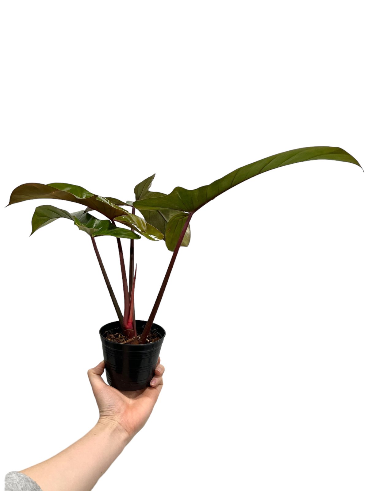 フィロデンドロン　ロンギロバトム　レラノミヤノ fit=scale-down,w=1200