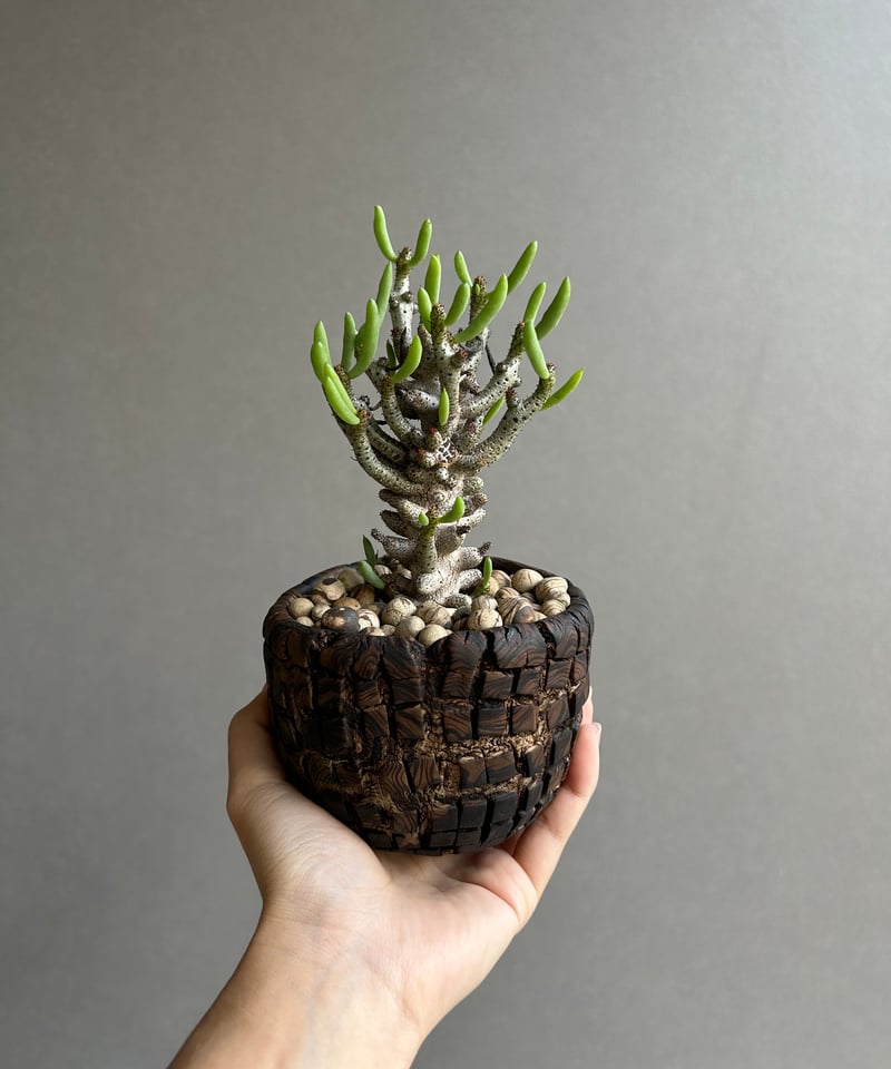 チレコドン ブッコルジアヌス+ plantsmonsters pot「Tyleodon buc