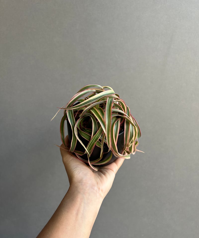 ドラセナ キュンティ「Dracaena concinne Kuhnty 」82J | SHOU