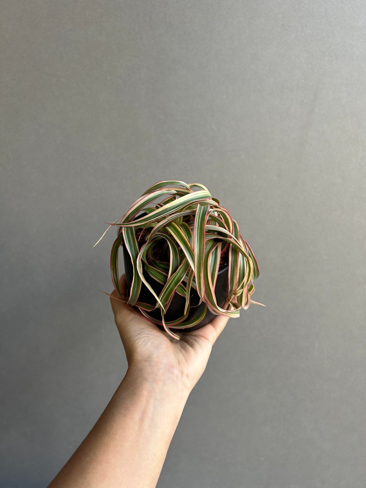ドラセナ キュンティ「Dracaena concinne Kuhnty 」82J | SHOU