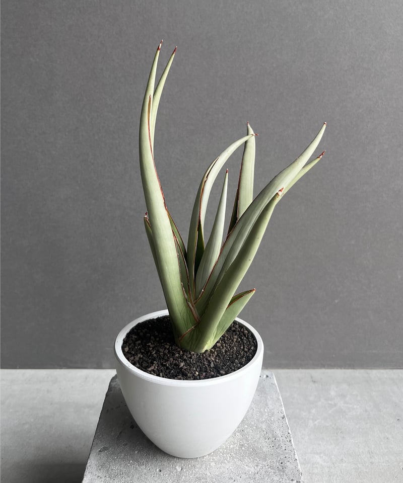 サンセベリア チャオプラヤ 「Sansevieria Chao Phraya」20B | SH