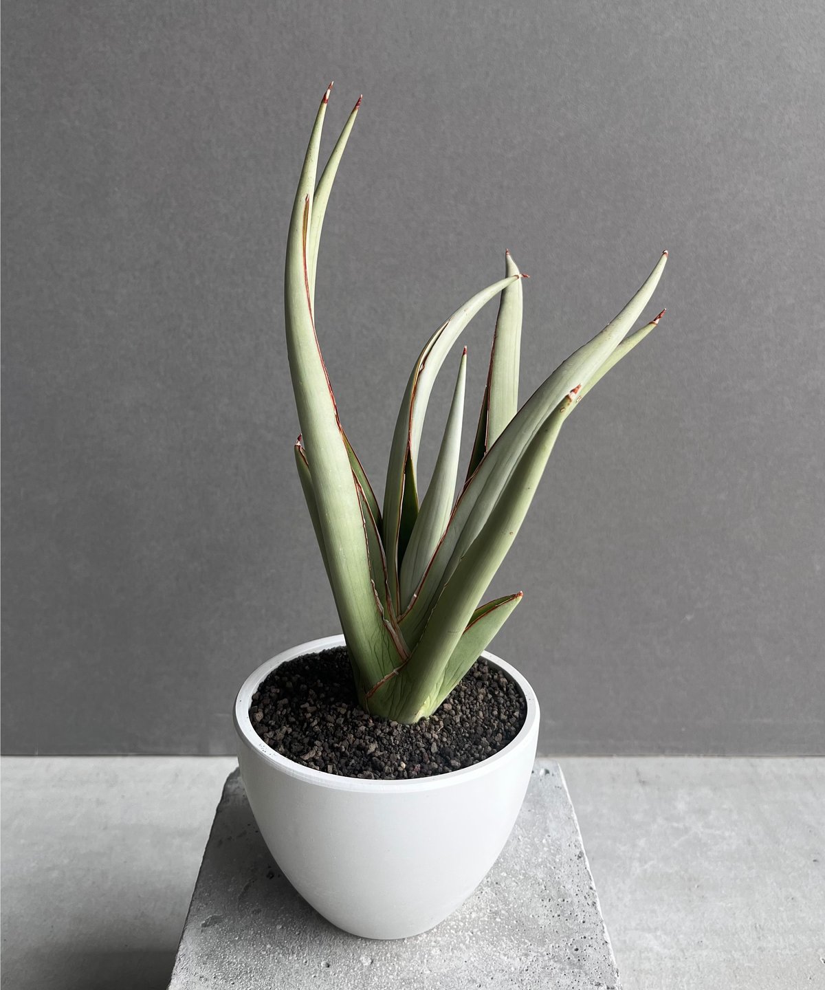 サンセベリア チャオプラヤ 「Sansevieria Chao Phraya」20B | SH
