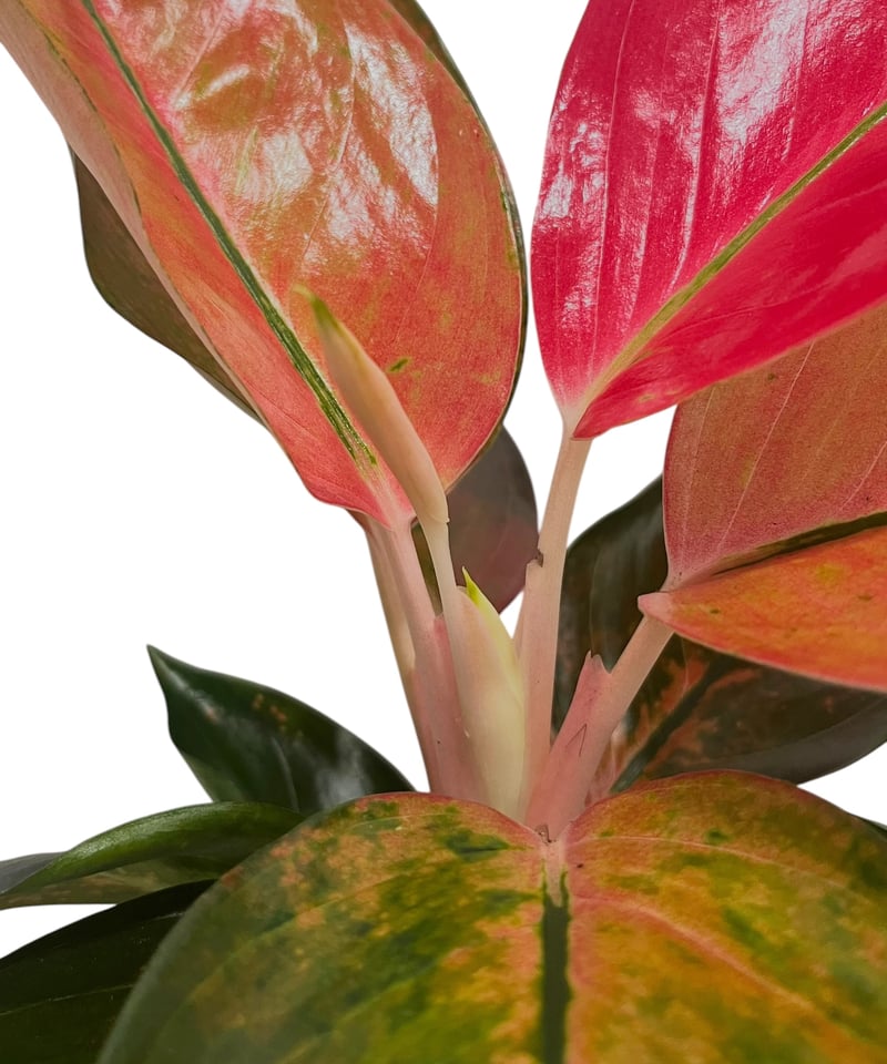 アグラオネマ オレンジ コーチン 「Aglaonema Orange Cochin」66V |