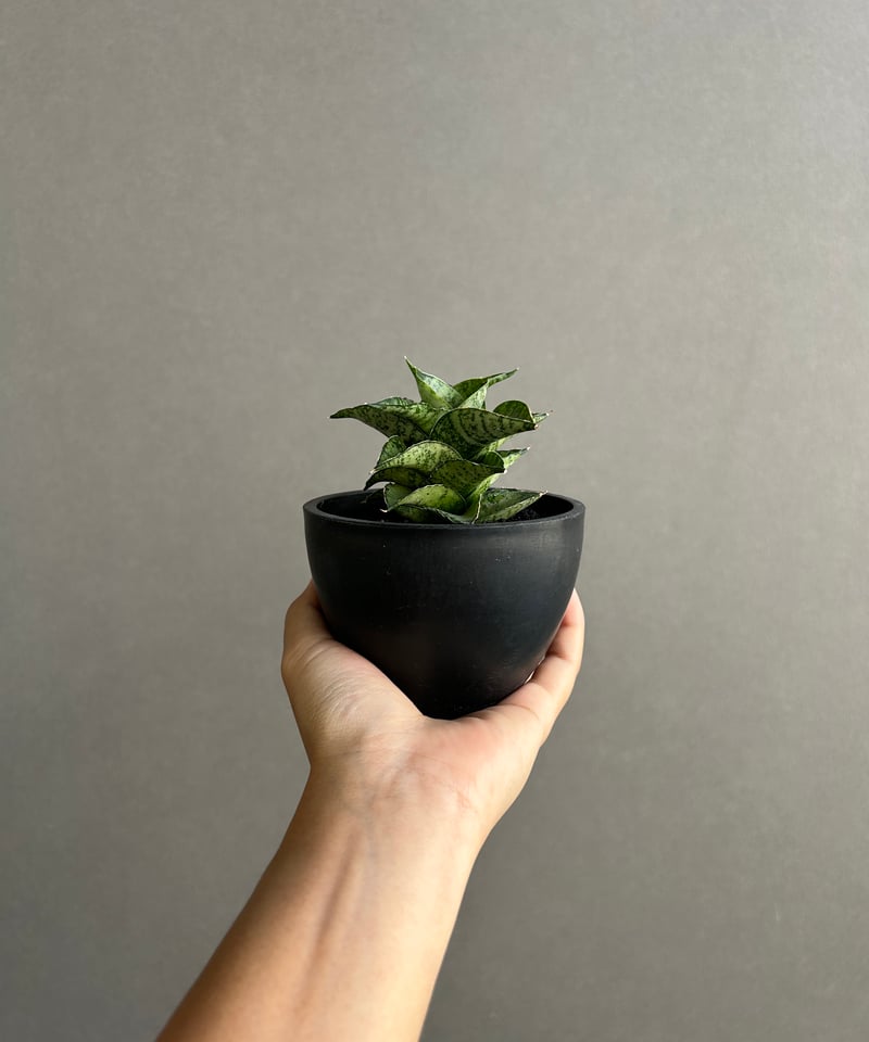 EMP サンセベリア Susano'O' スサノオ / SA318 サンセベリア スサノオ 「Sansevieria Susano 'O' (by Unyaman