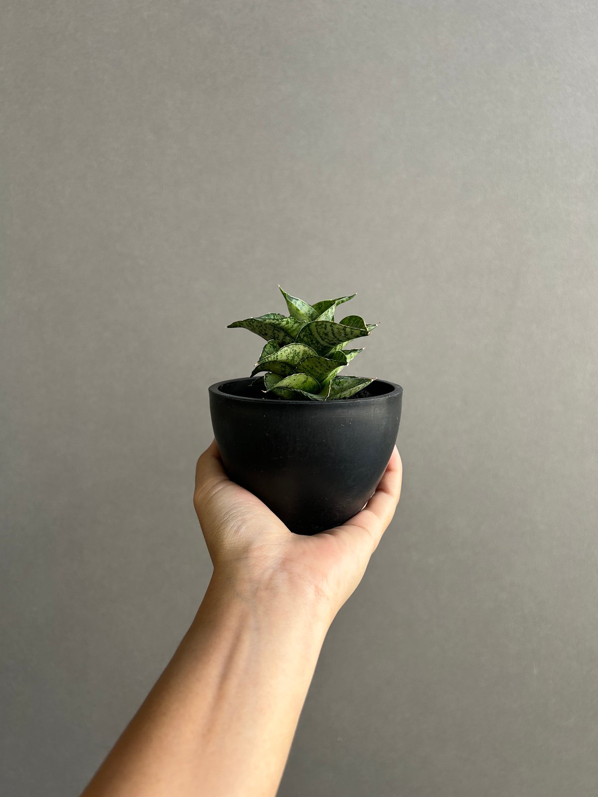 サンセベリア スサノオ 「Sansevieria Susano 'O' (by Unyaman