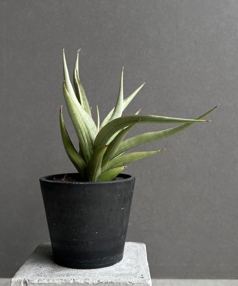 サンセベリア バイ-ビッド 「Sansevieria Bi-Bid (by Unyamanee
