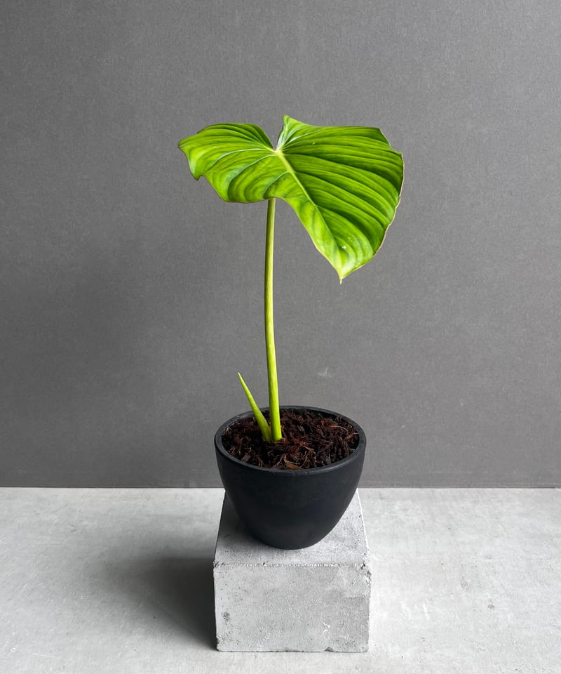 フィロデンドロン ペルタツム 「Philodendron peltatum」24Z | SHO