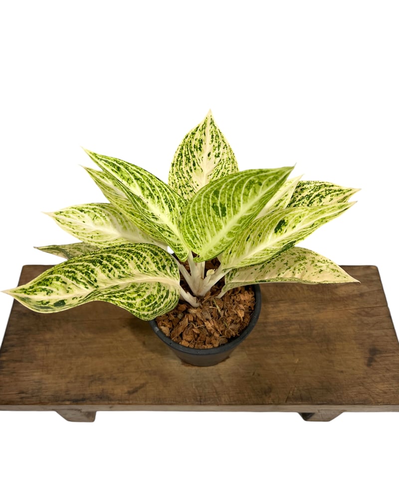 アグラオネマ ホワイト レガシー 「Aglaonema White Legacy」42S アグラオネマ ホワイト レガシー 「Aglaonema White Legacy」42S