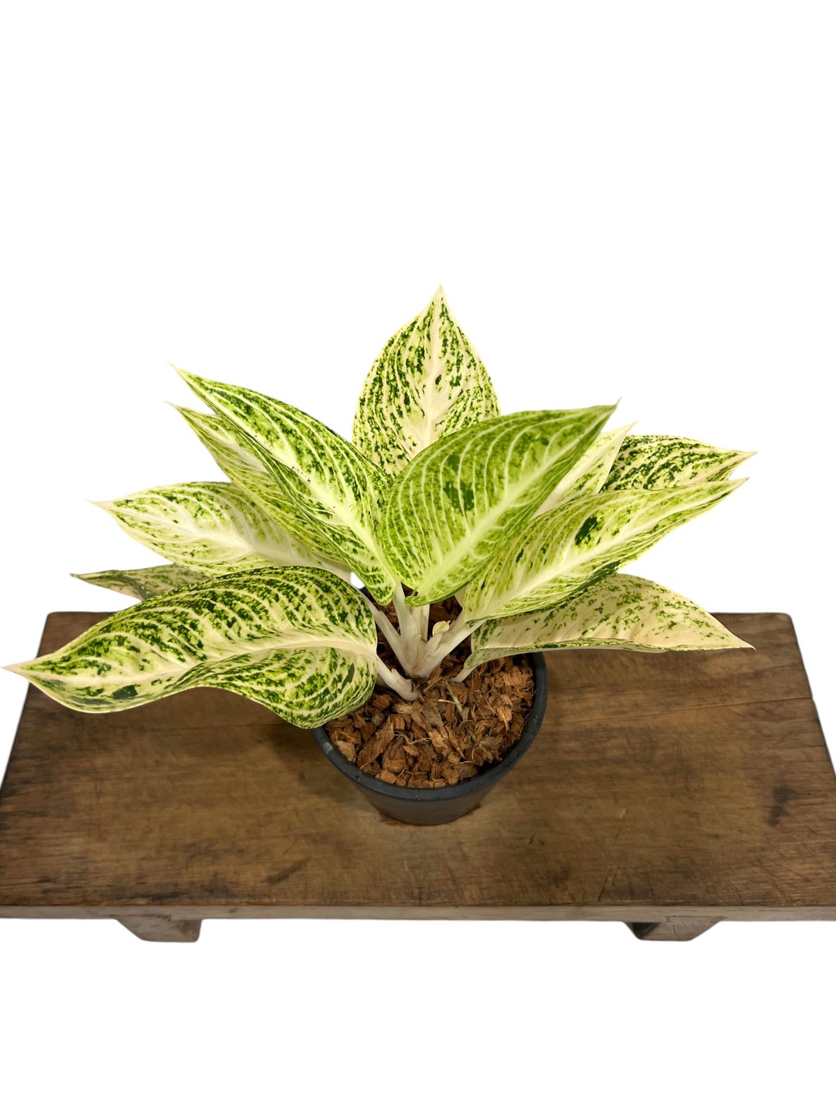 アグラオネマ　白蛇系 アグラオネマ 白蛇系