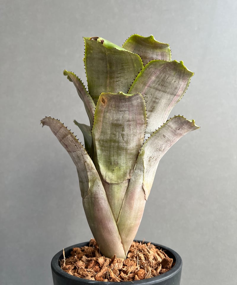 観葉植物 エクメア ファッシアータ バリエガータ 5寸4鉢 観葉