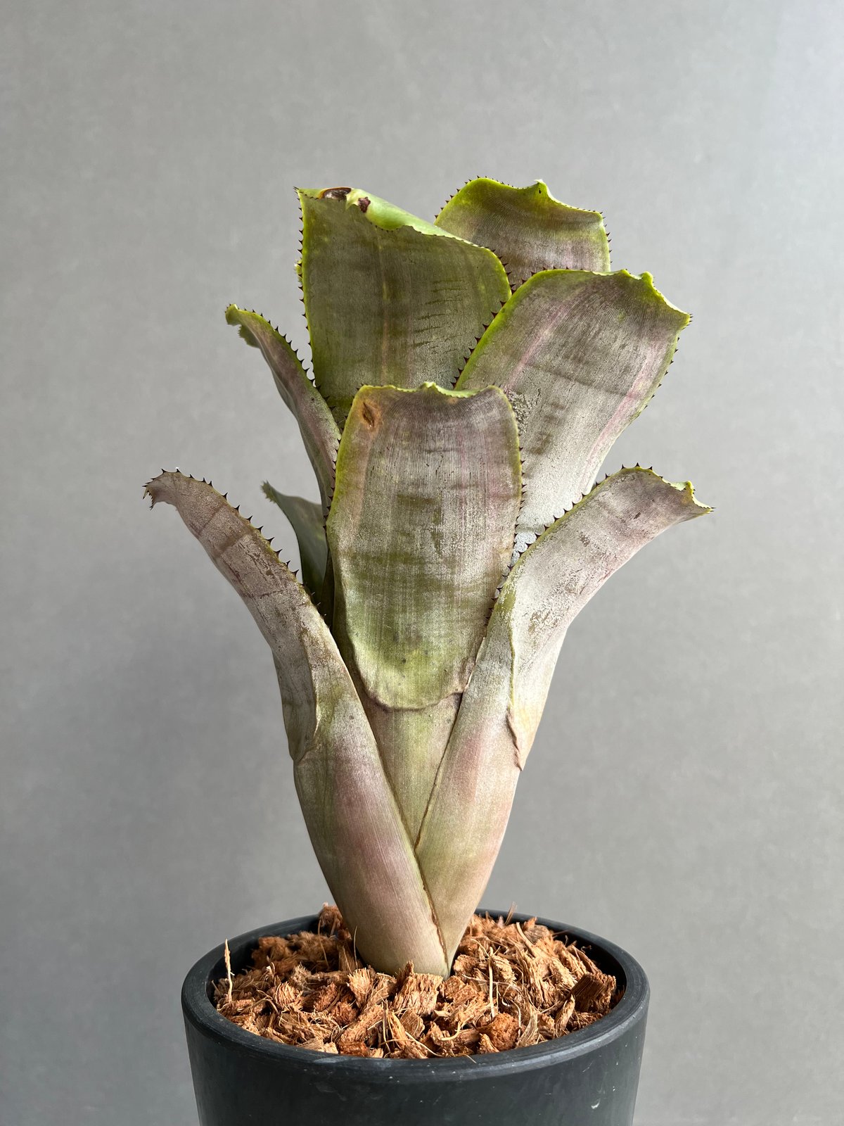 エクメア ファシアータ x フラボロゼア 「Aechmea fasciata x Aech.