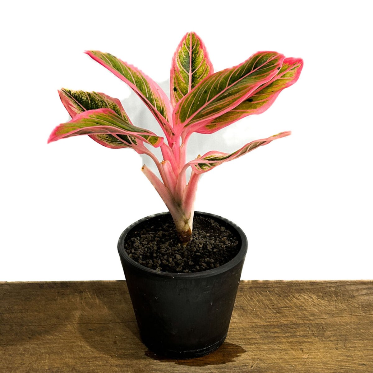 アグラオネマアンダマン/アグラオネマロータスデライトの2種セット アグラオネマ ロータス デライト「Aglaonema Lotus Delight」11