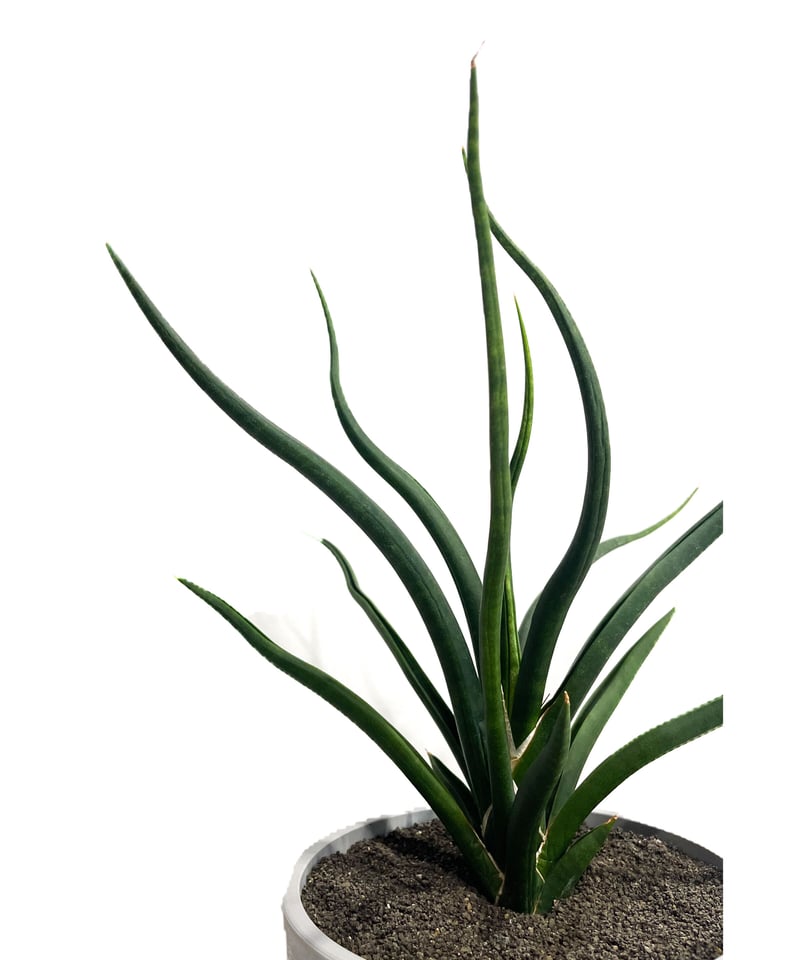 サンセベリア バオダム「Sansevieria Baodam」7/25-73A | SHOUC