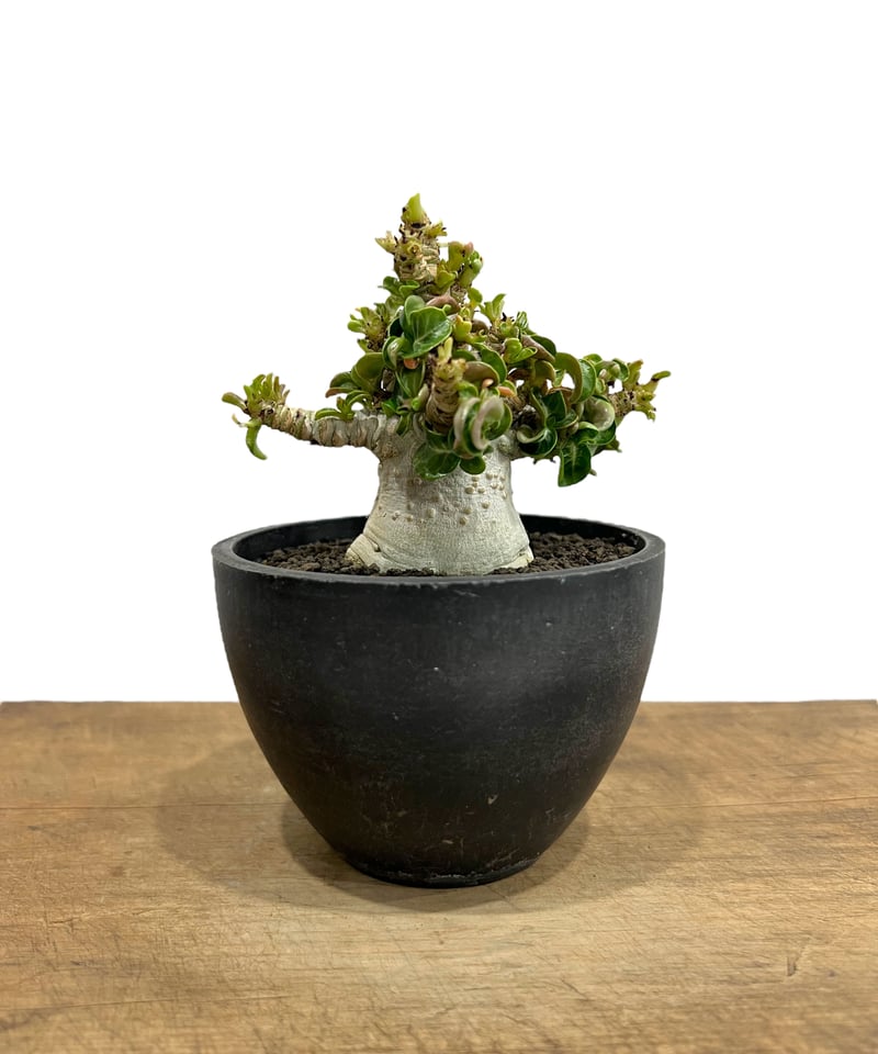 アデニウム D.H.A (獅子葉) '選抜個体' 「Adenium D.H.A (Dorset アデニウム D.H.A (獅子葉) '選抜個体' 「Adenium D.H.A (Dorset