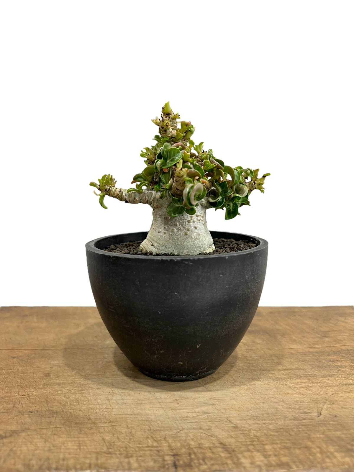 アデニウム D.H.A (獅子葉) '選抜個体' 「Adenium D.H.A (Dorset アデニウム D.H.A (獅子葉) '選抜個体' 「Adenium D.H.A (Dorset