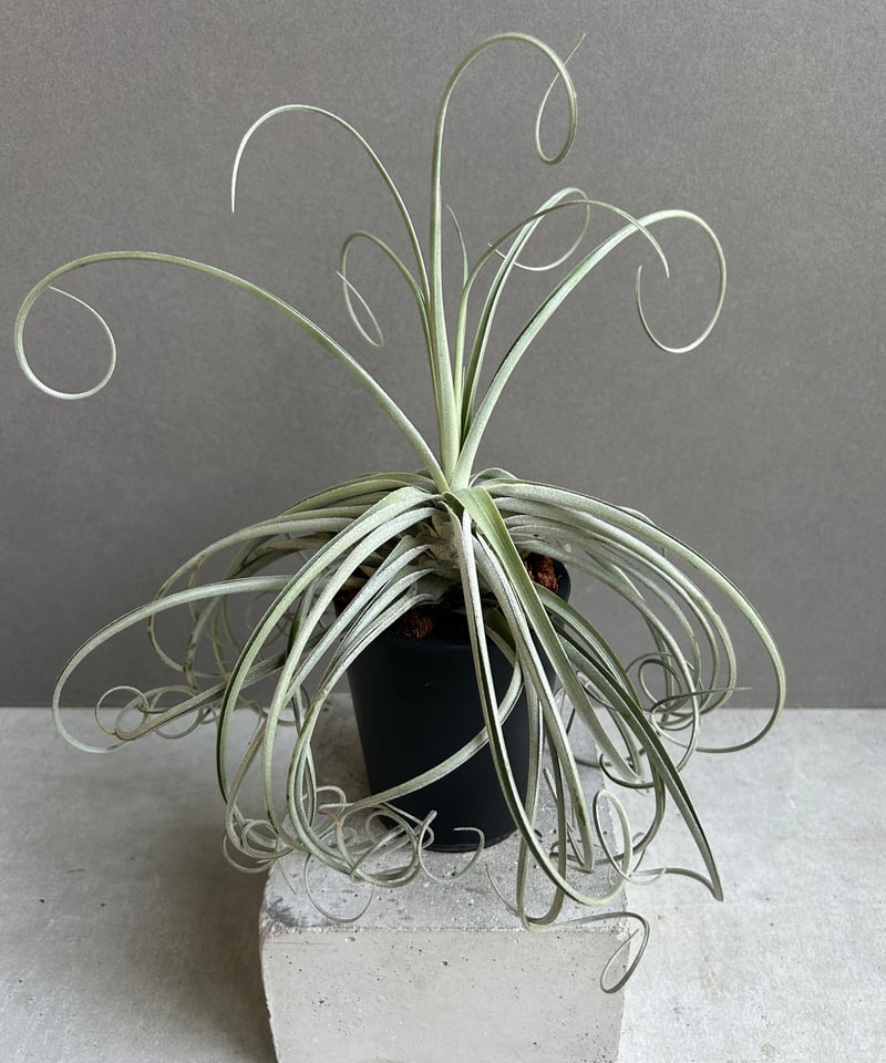ティランジア ドゥラティ x ストリクタ 「Tillandsia duratii x