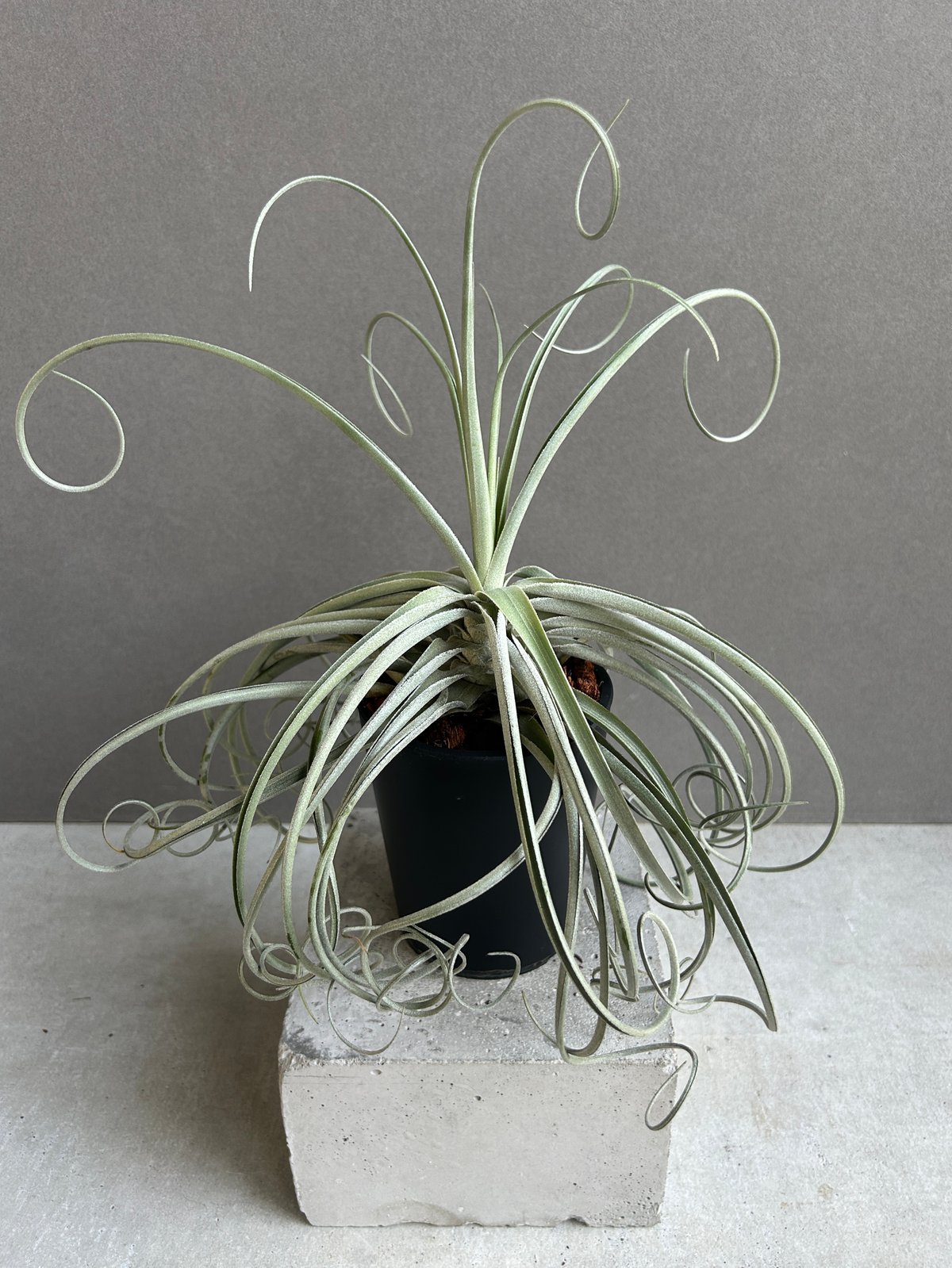 ティランジア ドゥラティ x ストリクタ 「Tillandsia duratii x stri