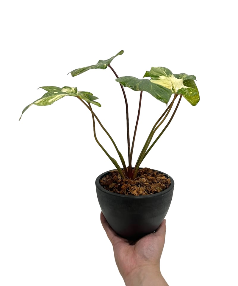 フィロデンドロン ストロベリー シェイク 「Philodendron Strawberry S