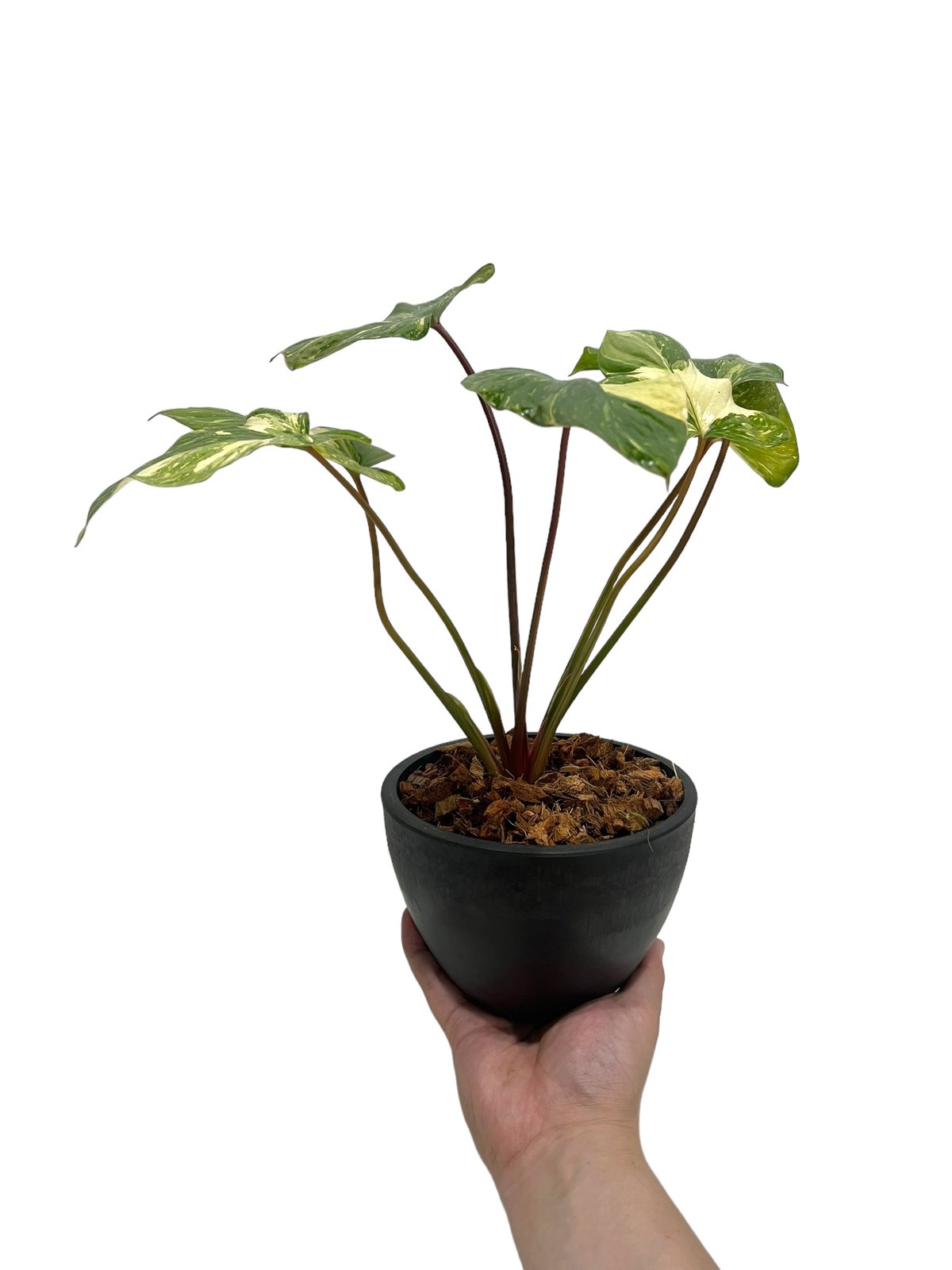 フィロデンドロン ストロベリー シェイク 「Philodendron Strawberry S