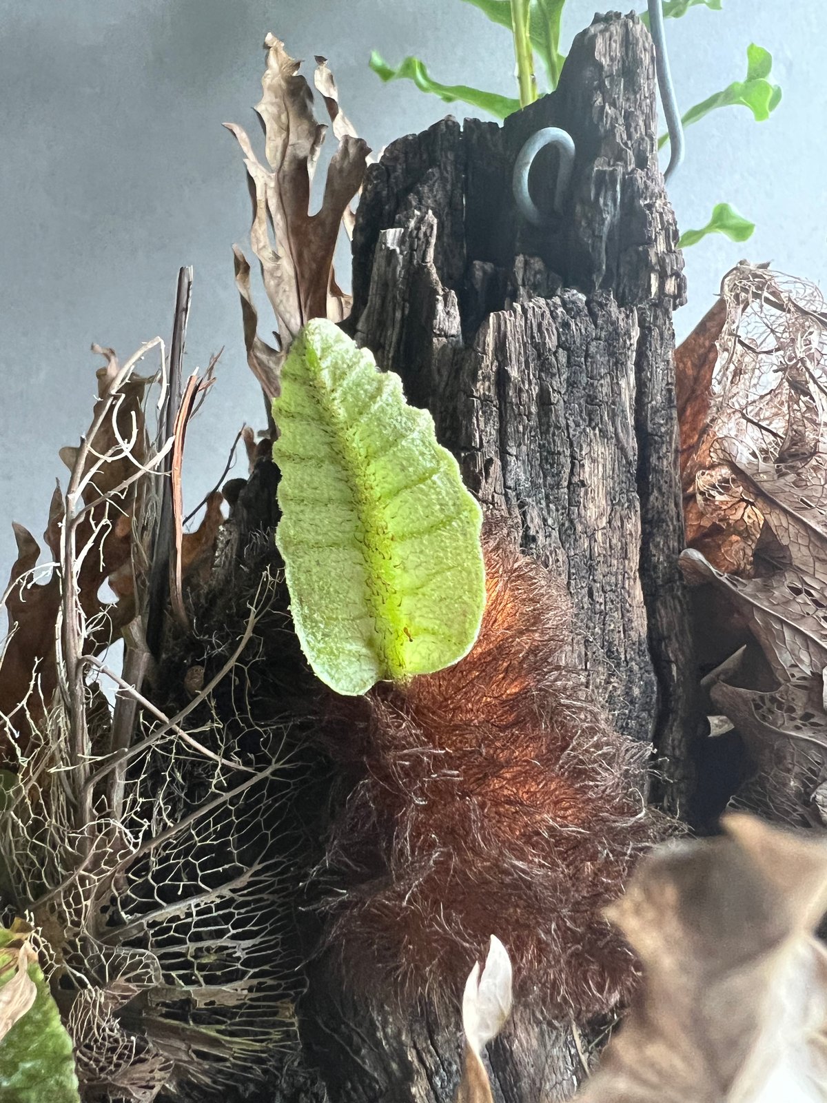 ドリナリア クエルシフォリア '変異種' 「Drynaria quercifolia ドリナリア クエルシフォリア '変異種' 「Drynaria quercifolia