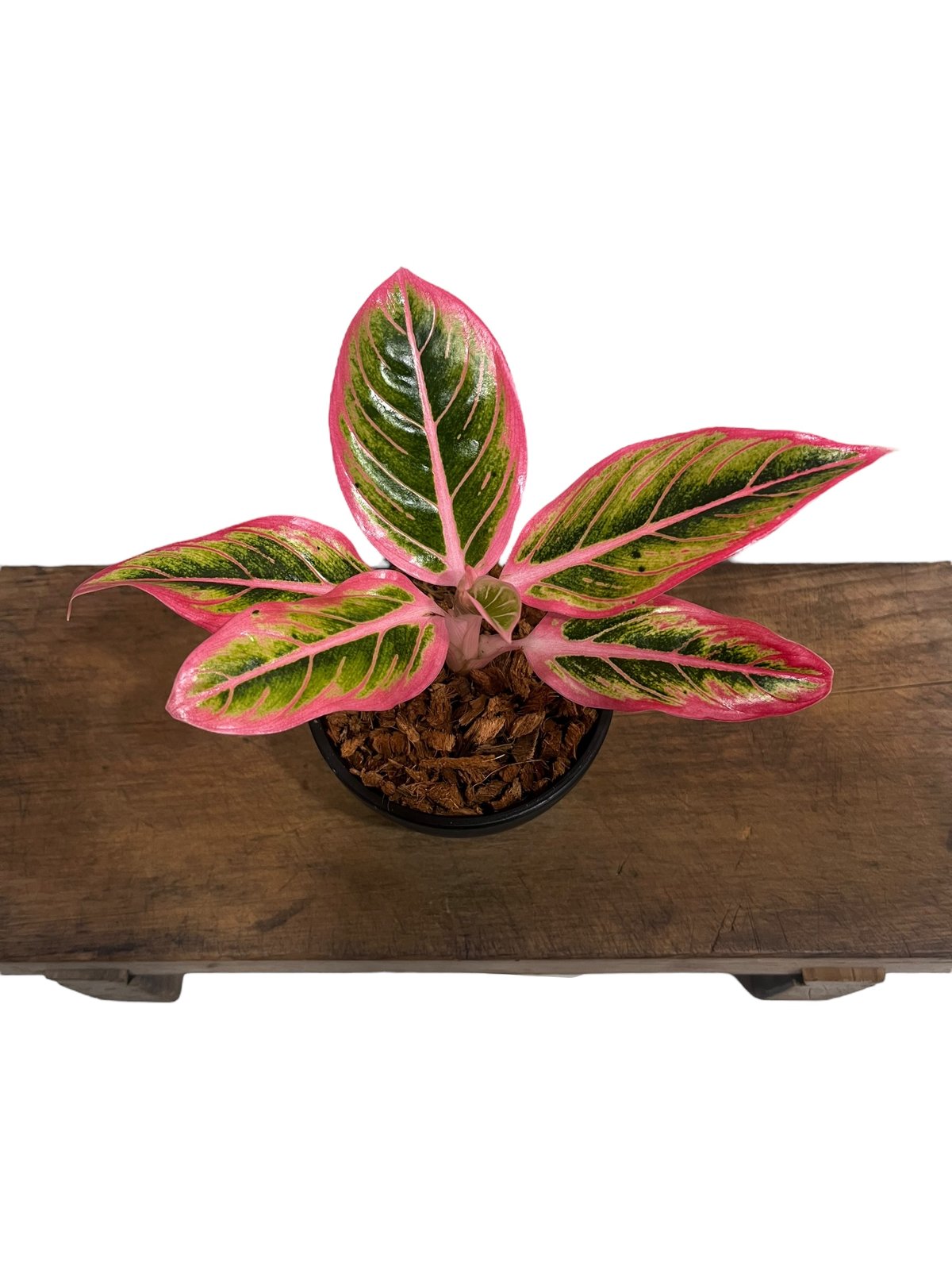 【写真現物】本物♡アグラオネマ　ロータスデライト　大株　ゆうパック発送 アグラオネマ ロータス デライト 「Aglaonema Lotus Delight