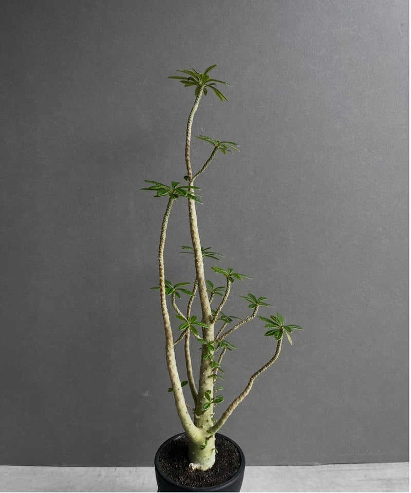 ドルステニア ギガス “選抜個体” 「Dorstenia gigas “Select”」62A