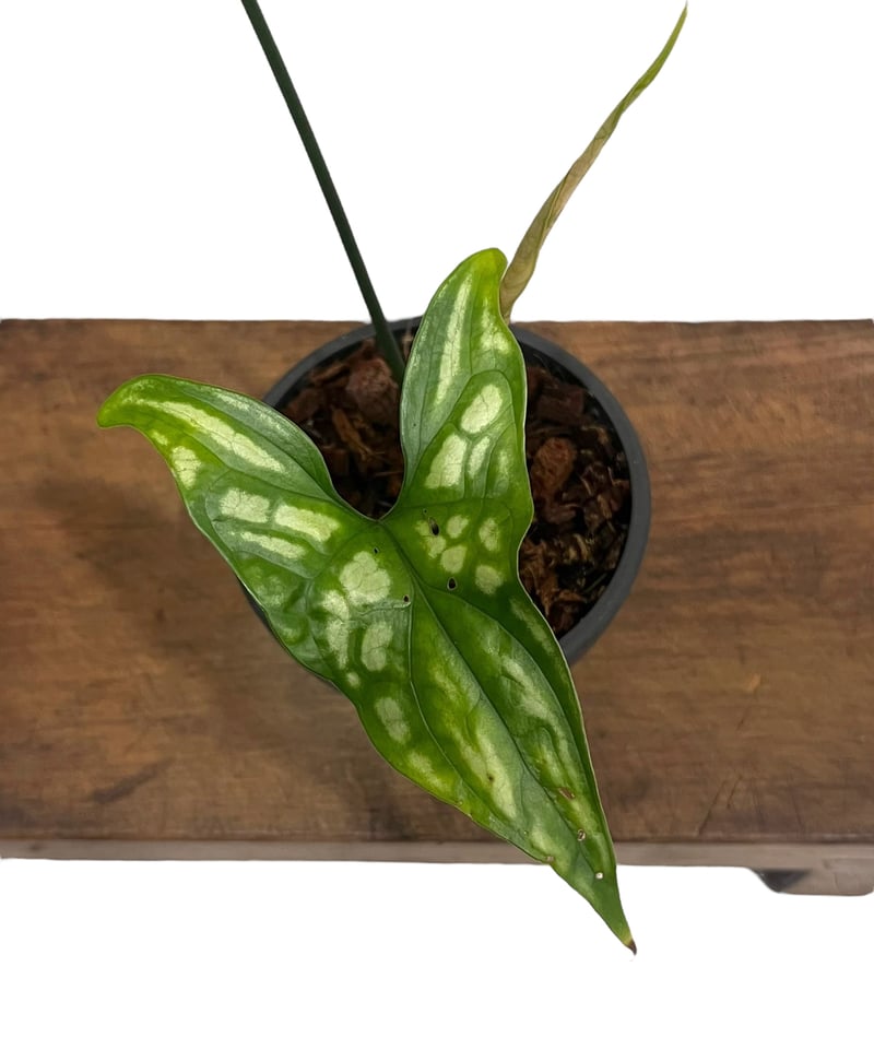 セルセスティス ミラビリス (N.E.Br) ボグナー 「Cercestis mirabili