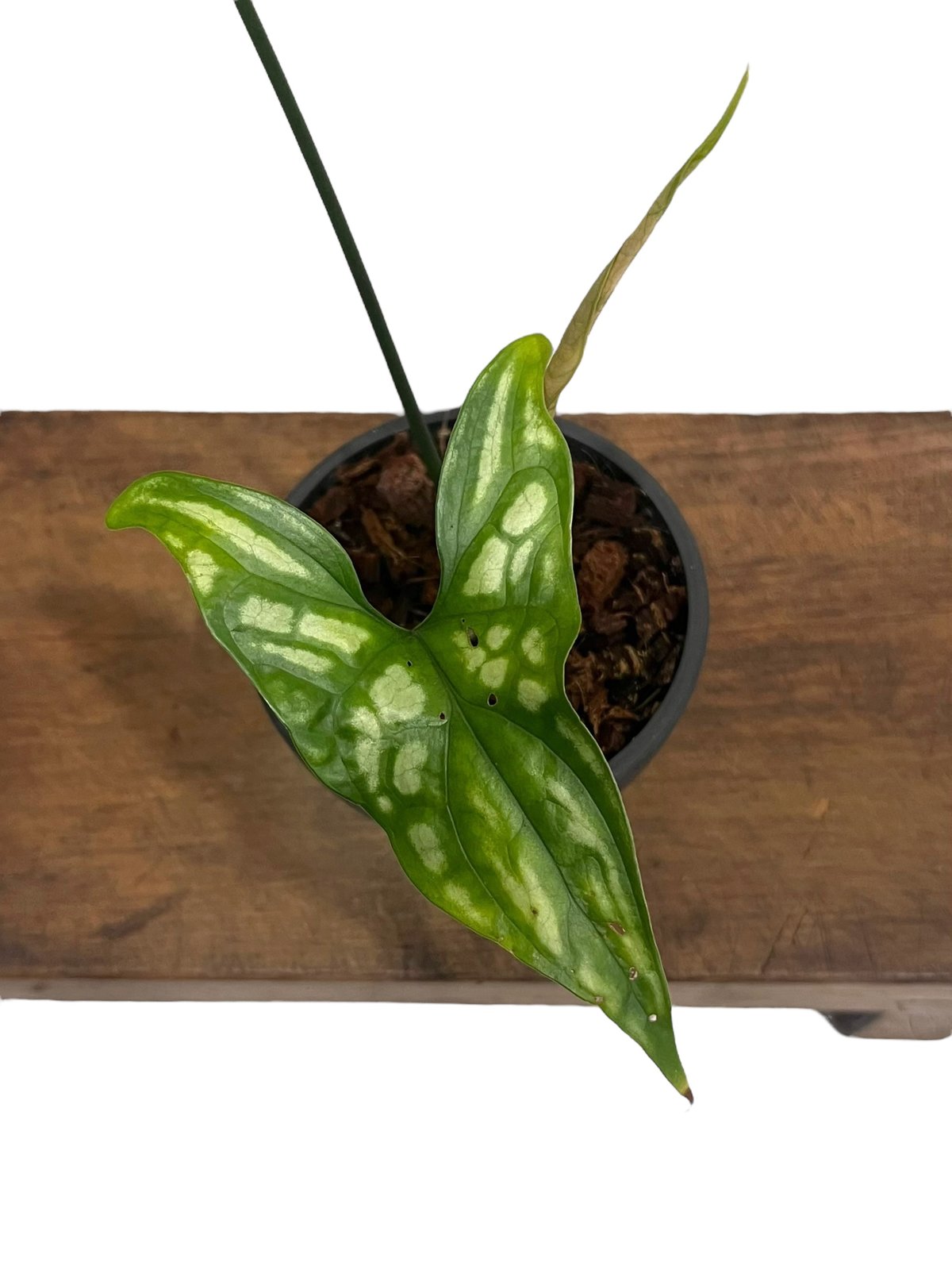 1 セルセスティス　ミラビリス　斑入り　激レア 1 セルセスティス ミラビリス 斑入り 激レア Cercestis