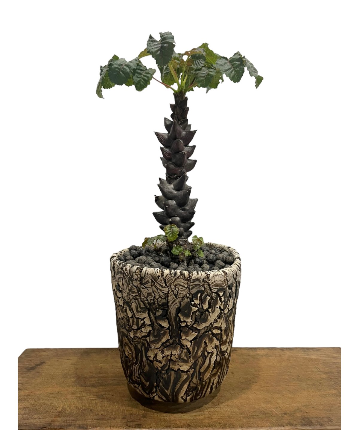 実生⑤】ベイセリアメキシカーナ 2鉢 実生】ベイセリアメキシカーナ