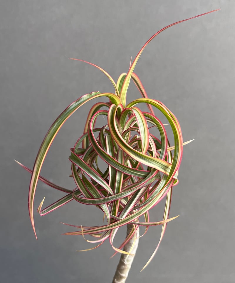 ドラセナ キュンティ 「Dracaena concinne Kuhnty 」87Z | SHO